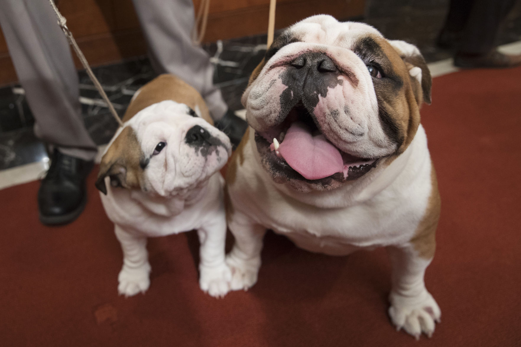 5. Bulldog